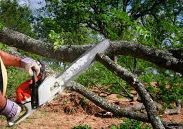 Professional Tree Services in Forestdale, MA