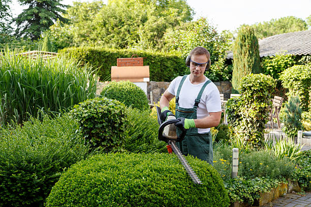 Best Hazardous Tree Removal  in Forestdale, MA