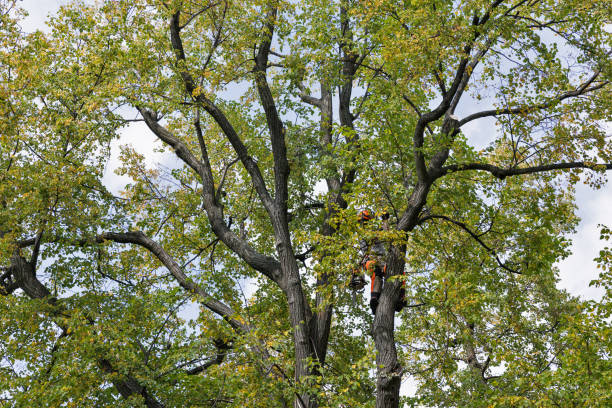 How Our Tree Care Process Works  in  Forestdale, MA